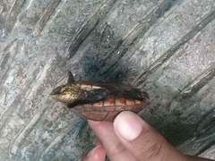 Kinosternon scorpioides