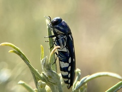 Agrilus walsinghami