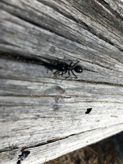 Camponotus laevissimus