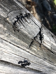 Camponotus laevissimus