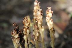 Monotropa hypopitys hypophegea