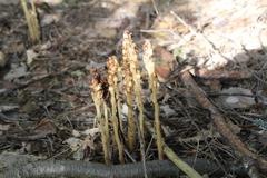 Monotropa hypopitys hypophegea