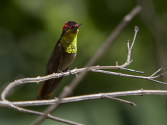 Chrysolampis mosquitus