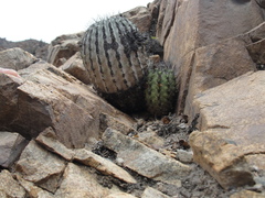 Eriosyce paucicostata