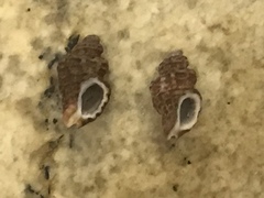 Paciocinebrina atropurpurea