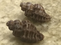 Paciocinebrina atropurpurea