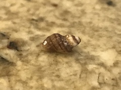 Paciocinebrina atropurpurea