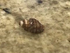 Paciocinebrina atropurpurea