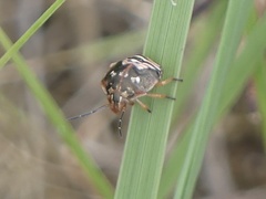 Trichopepla