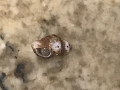 Paciocinebrina atropurpurea