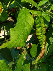 Prociphilus fraxinifolii