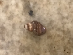 Paciocinebrina atropurpurea