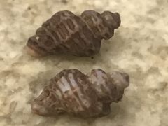 Paciocinebrina atropurpurea