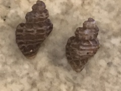 Paciocinebrina atropurpurea