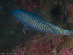 Chromis punctipinnis
