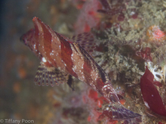 Oxylebius pictus