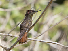 Chrysolampis mosquitus