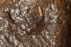 Ecdyonurus
