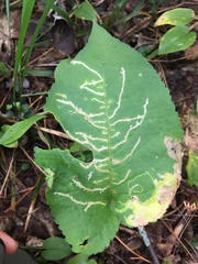 Scrobipalpula manierreorum