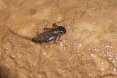 Ecdyonurus
