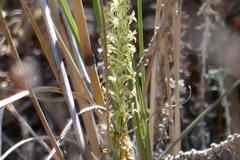 Platanthera elongata
