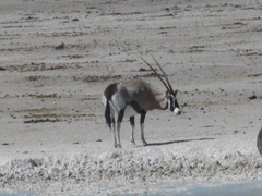 Oryx gazella