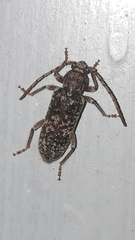 Trichoferus holosericeus