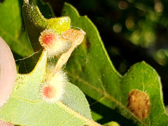 Atrusca trimaculosa
