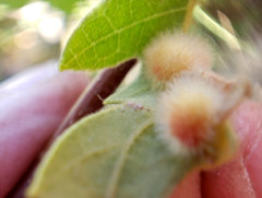 Atrusca trimaculosa