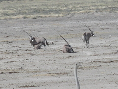 Oryx gazella