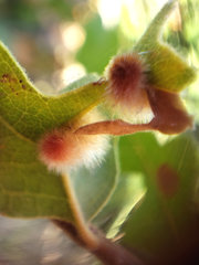 Atrusca trimaculosa
