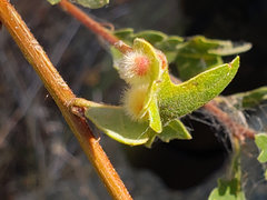 Atrusca trimaculosa