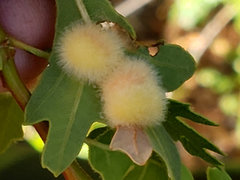 Atrusca trimaculosa