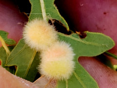 Atrusca trimaculosa