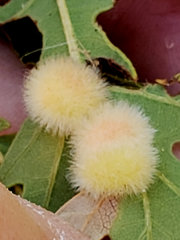Atrusca trimaculosa