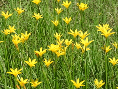 Zephyranthes pulchella