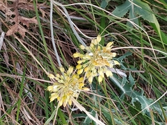 Allium flavum flavum