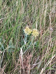 Allium flavum flavum
