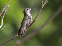 Chrysolampis mosquitus