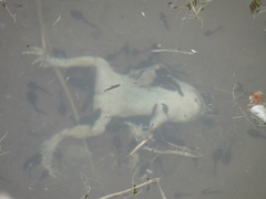 Rhinella atacamensis