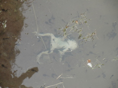 Rhinella atacamensis