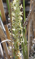 Platanthera elongata