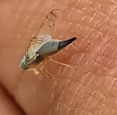 Acanthiophilus helianthi