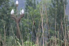 Pycnonotus xanthorrhous