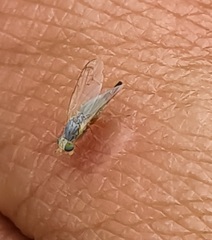 Acanthiophilus helianthi