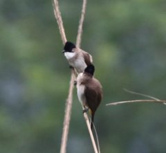 Pycnonotus xanthorrhous