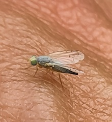 Acanthiophilus helianthi