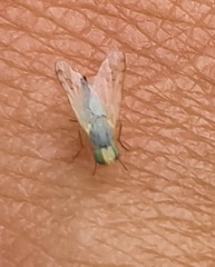 Acanthiophilus helianthi