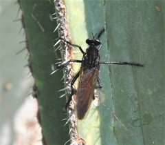 Archilestris magnificus