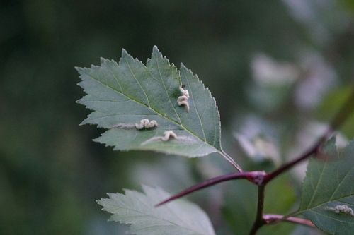 Blaesodiplosis crataegifolia (Felt, 1907)